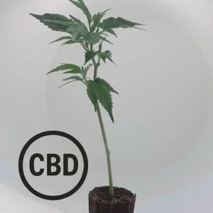 Blueberry Muffin CBD Steckling