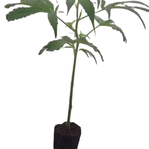 White Widow Steckling