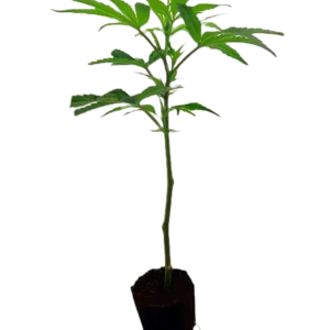 Tropicana Cherry