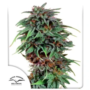 Durban Poison Fem. - 3 Samen - Dutch Passion