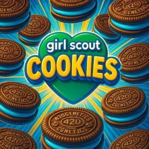 Girl Scout Cookies - Feminisierte Samen - 3er Pack - 420genetics