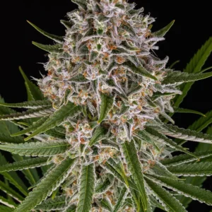 Lemon Haze Auto - 3 Samen - Barneys Farm