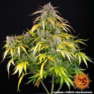 LSD Auto - 3 Samen - Barneys Farm