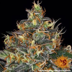 Moby Dick Auto - 3 Samen - Barneys Farm