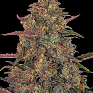 Pineapple Chunk Fem. - 3 Samen - Barneys Farm