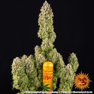 Pineapple Express Auto - 3 Samen - Barneys Farm