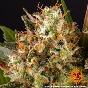 Strawberry Lemonade Fem. 3 Samen - Barneys Farm