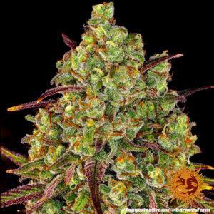 Tangerine Dream Fem. - 3 Samen - Barneys Farm