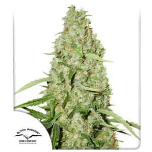 Think Fast Fem. - 3 Samen - Dutch Passion